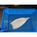 Высокое качество замороженного кальмара трубки с конкурентоспособной ценой